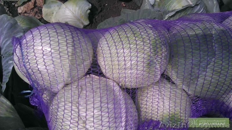 Продам капусту с поля оптом!!! - <ro>Изображение</ro><ru>Изображение</ru> #3, <ru>Объявление</ru> #956974