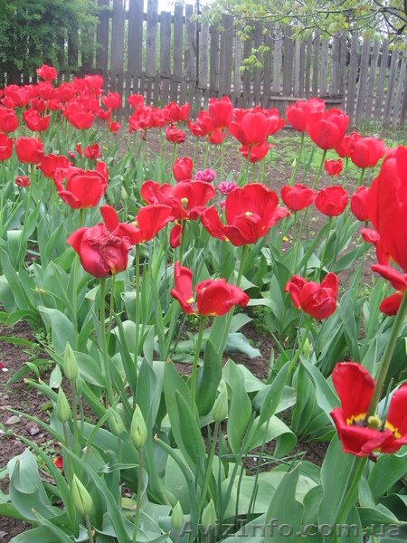 Продажа или обмен дома в г. Артемовске на квартиру в г. Донецке - <ro>Изображение</ro><ru>Изображение</ru> #10, <ru>Объявление</ru> #939427