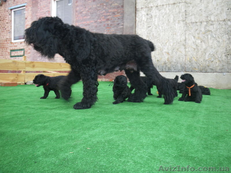 Русский черный терьер. Щенки - <ro>Изображение</ro><ru>Изображение</ru> #1, <ru>Объявление</ru> #953328