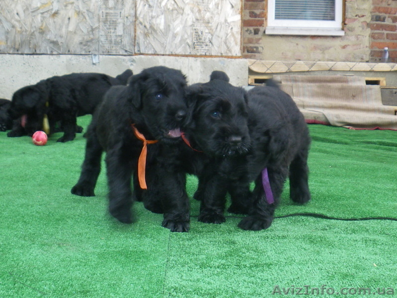Русский черный терьер. Щенки - <ro>Изображение</ro><ru>Изображение</ru> #2, <ru>Объявление</ru> #953328