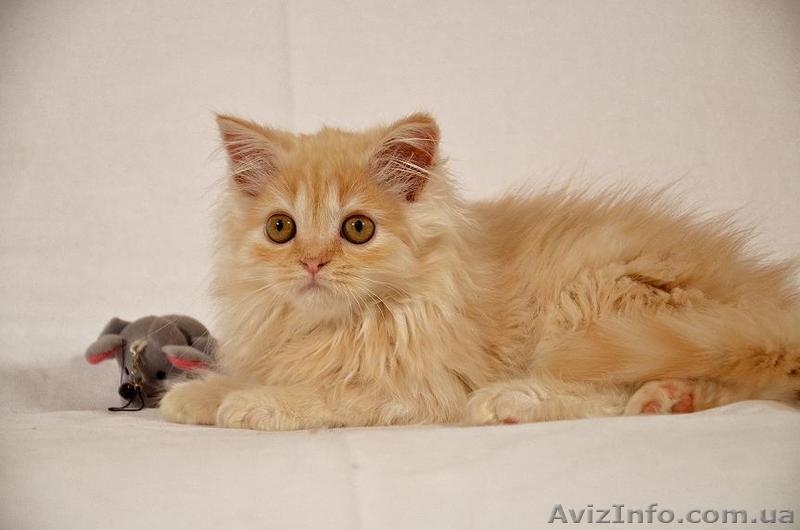 Красный серебристый хайленд страйт - <ro>Изображение</ro><ru>Изображение</ru> #1, <ru>Объявление</ru> #980970