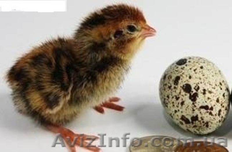 продам перепелов, тушки, яйцо - <ro>Изображение</ro><ru>Изображение</ru> #3, <ru>Объявление</ru> #979070