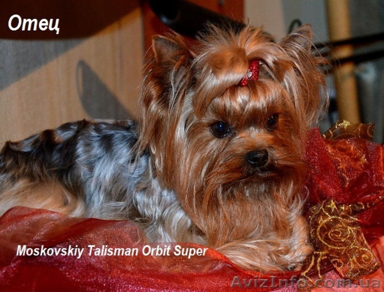 Породистые щенки йоркширского терьера - <ro>Изображение</ro><ru>Изображение</ru> #3, <ru>Объявление</ru> #972887