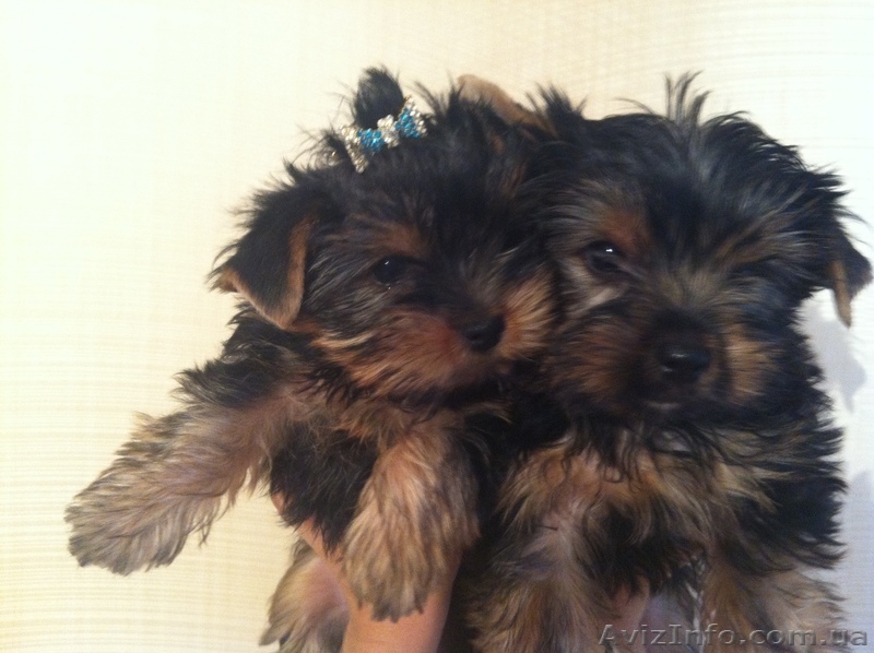 Породистые щенки йоркширского терьера - <ro>Изображение</ro><ru>Изображение</ru> #2, <ru>Объявление</ru> #972887
