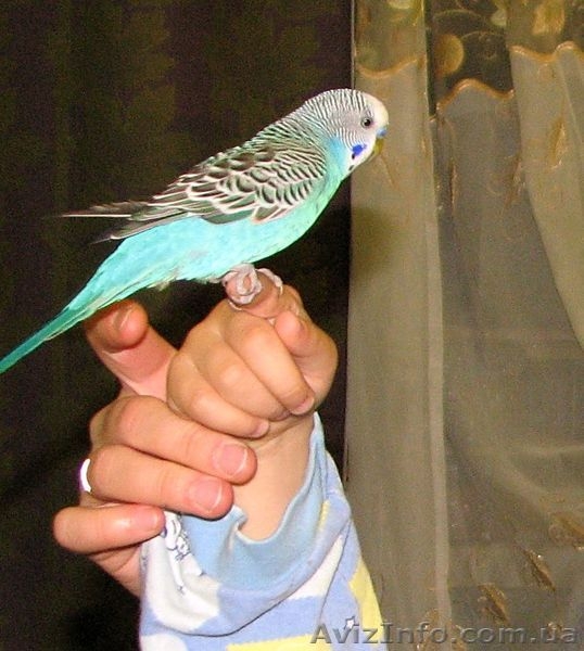 Продам говорящего волнистого попугая. - <ro>Изображение</ro><ru>Изображение</ru> #1, <ru>Объявление</ru> #979396