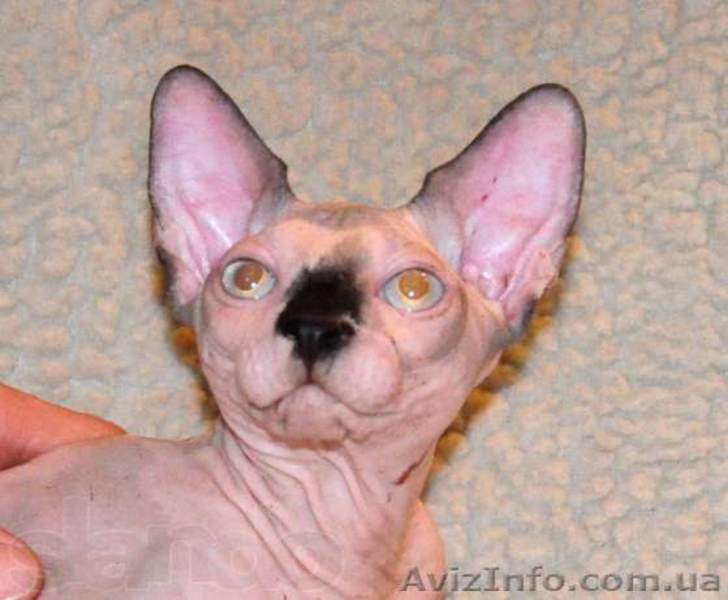 Котята канадских сфинксов.Профессиональный питомник "AVATARA" - <ro>Изображение</ro><ru>Изображение</ru> #2, <ru>Объявление</ru> #993980
