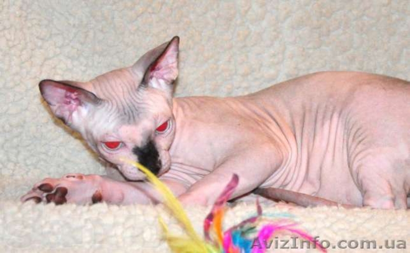 Котята канадских сфинксов.Профессиональный питомник "AVATARA" - <ro>Изображение</ro><ru>Изображение</ru> #3, <ru>Объявление</ru> #993980