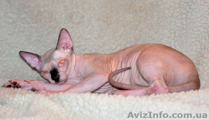 Котята канадских сфинксов.Профессиональный питомник "AVATARA" - <ro>Изображение</ro><ru>Изображение</ru> #4, <ru>Объявление</ru> #993980