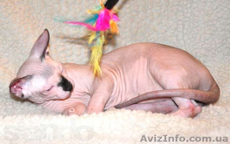 Котята канадских сфинксов.Профессиональный питомник "AVATARA" - <ro>Изображение</ro><ru>Изображение</ru> #5, <ru>Объявление</ru> #993980