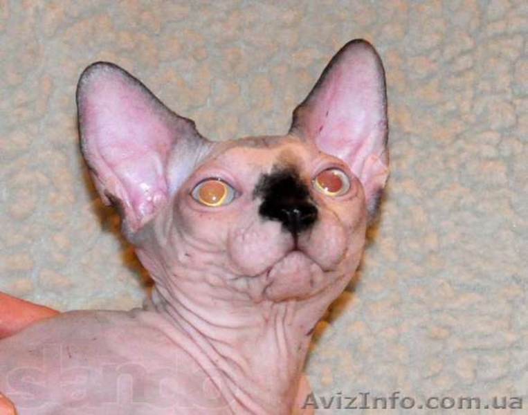 Котята канадских сфинксов.Профессиональный питомник "AVATARA" - <ro>Изображение</ro><ru>Изображение</ru> #6, <ru>Объявление</ru> #993980