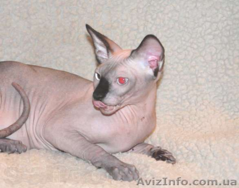 Котята канадских сфинксов.Профессиональный питомник "AVATARA" - <ro>Изображение</ro><ru>Изображение</ru> #8, <ru>Объявление</ru> #993980