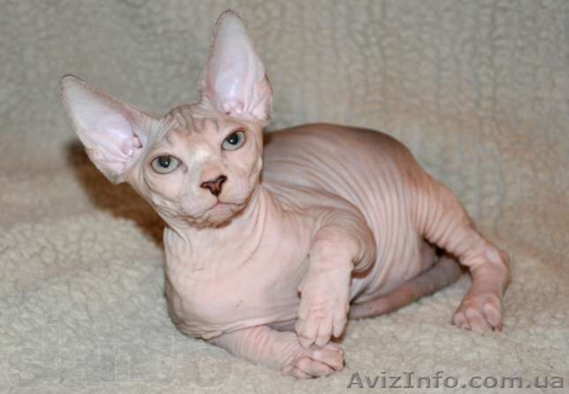 Котята канадских сфинксов.Профессиональный питомник "AVATARA" - <ro>Изображение</ro><ru>Изображение</ru> #9, <ru>Объявление</ru> #993980