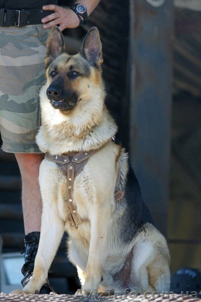 Предлагается для вязки крупный кобель Восточно-европейской овчарки  - <ro>Изображение</ro><ru>Изображение</ru> #1, <ru>Объявление</ru> #995467