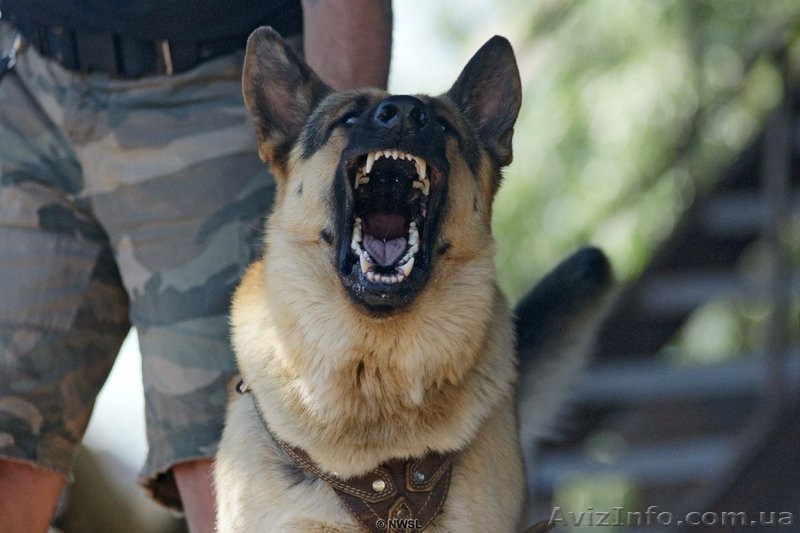 Предлагается для вязки крупный кобель Восточно-европейской овчарки  - <ro>Изображение</ro><ru>Изображение</ru> #2, <ru>Объявление</ru> #995467