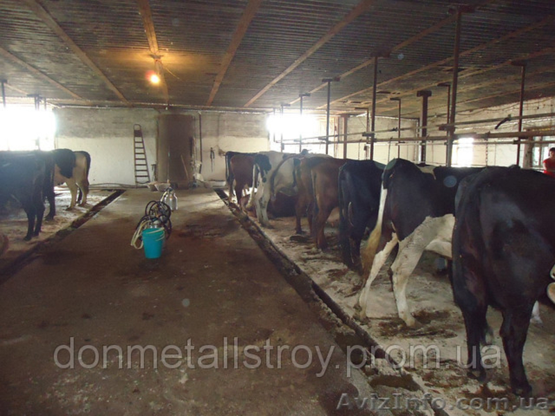 Продам агрокомплекс: коровник, свинарник, Водоем, зернохранилище, поля 400 га. - <ro>Изображение</ro><ru>Изображение</ru> #6, <ru>Объявление</ru> #999394