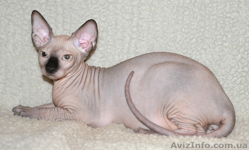 Xavier de Avatara - <ro>Изображение</ro><ru>Изображение</ru> #1, <ru>Объявление</ru> #994439