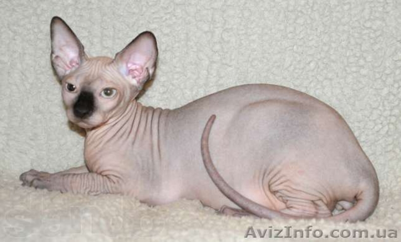 Котята канадских сфинксов.Профессиональный питомник "AVATARA" - <ro>Изображение</ro><ru>Изображение</ru> #1, <ru>Объявление</ru> #993980