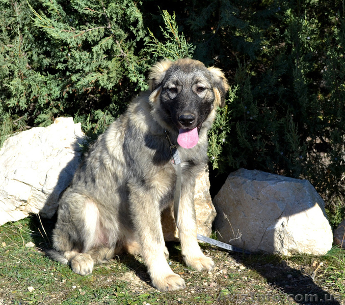 Шарпланинская овчарка! Великолепные щенки уникальной служебной породы - <ro>Изображение</ro><ru>Изображение</ru> #1, <ru>Объявление</ru> #995466