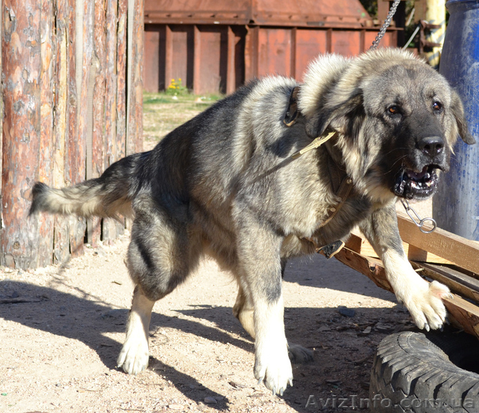 Шарпланинская овчарка! Великолепные щенки уникальной служебной породы - <ro>Изображение</ro><ru>Изображение</ru> #2, <ru>Объявление</ru> #995466