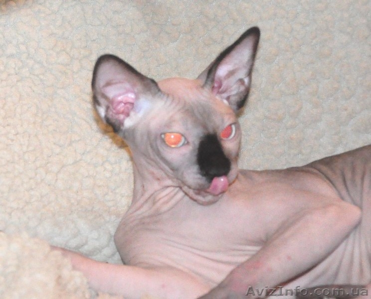 Xavier de Avatara - <ro>Изображение</ro><ru>Изображение</ru> #3, <ru>Объявление</ru> #994439