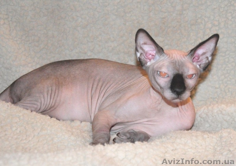 Xavier de Avatara - <ro>Изображение</ro><ru>Изображение</ru> #4, <ru>Объявление</ru> #994439