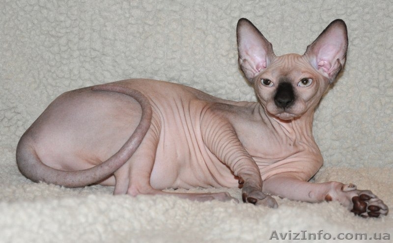 Xavier de Avatara - <ro>Изображение</ro><ru>Изображение</ru> #5, <ru>Объявление</ru> #994439