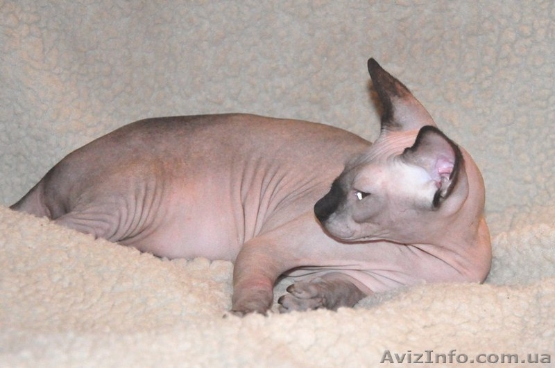 Xavier de Avatara - <ro>Изображение</ro><ru>Изображение</ru> #6, <ru>Объявление</ru> #994439