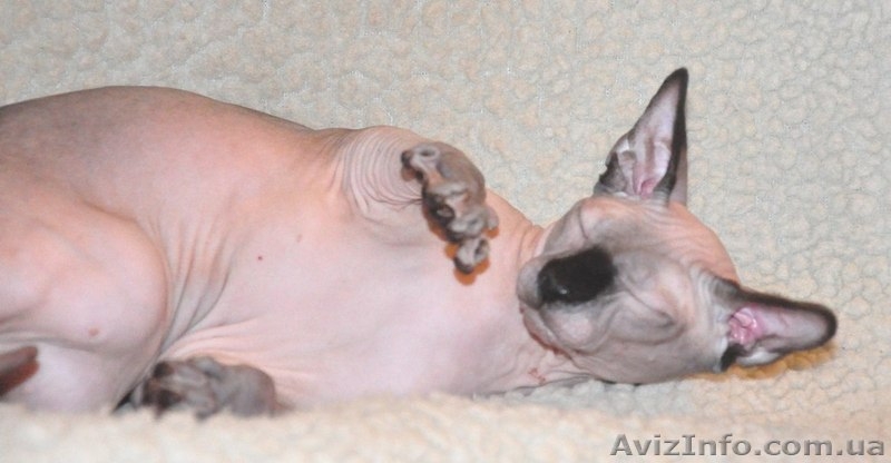 Xavier de Avatara - <ro>Изображение</ro><ru>Изображение</ru> #7, <ru>Объявление</ru> #994439