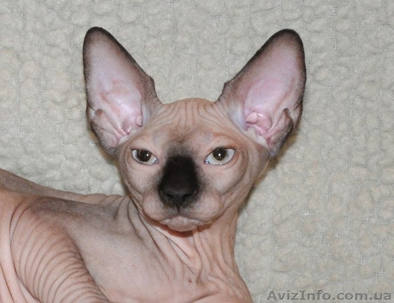 Xavier de Avatara - <ro>Изображение</ro><ru>Изображение</ru> #8, <ru>Объявление</ru> #994439