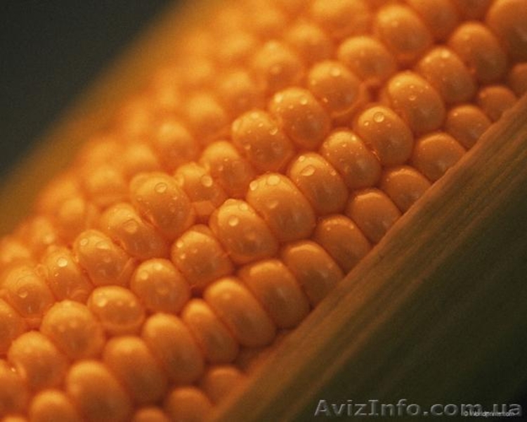 Продам семена сахарной кукурузы Брусница. - <ro>Изображение</ro><ru>Изображение</ru> #2, <ru>Объявление</ru> #1007983