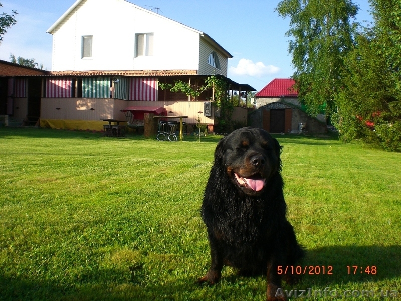 Сдам дом в деревне возле леса - <ro>Изображение</ro><ru>Изображение</ru> #1, <ru>Объявление</ru> #288090
