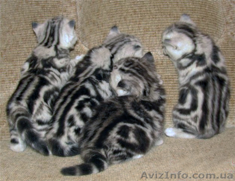 Вязка.Скоттиш фолд черный мрамор на серебре. - <ro>Изображение</ro><ru>Изображение</ru> #4, <ru>Объявление</ru> #1016824