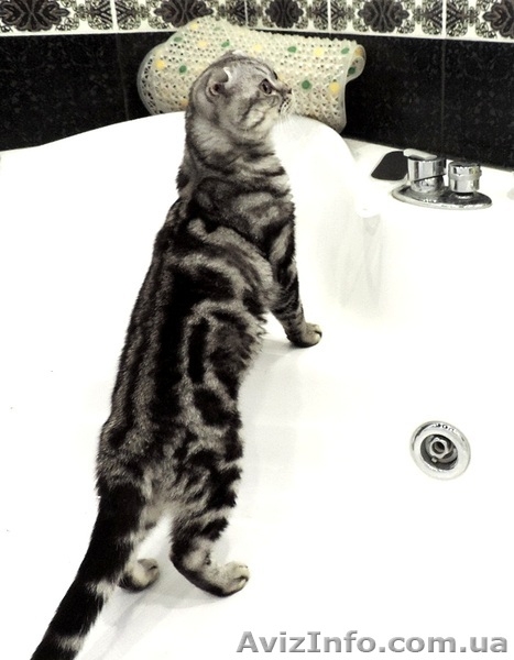 Вязка.Скоттиш фолд черный мрамор на серебре. - <ro>Изображение</ro><ru>Изображение</ru> #3, <ru>Объявление</ru> #1016824