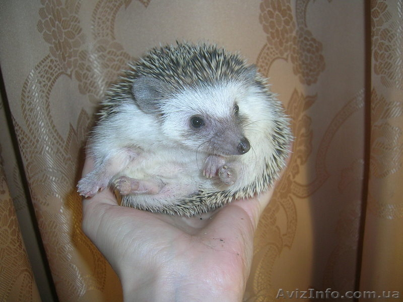Продам карликовых ежей - <ro>Изображение</ro><ru>Изображение</ru> #1, <ru>Объявление</ru> #1015520