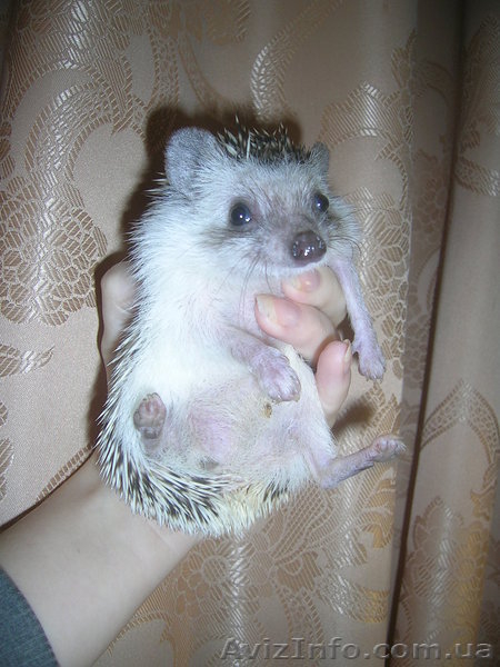 Продам карликовых ежей - <ro>Изображение</ro><ru>Изображение</ru> #2, <ru>Объявление</ru> #1015520