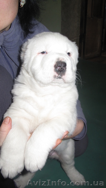 щенок среднеазиатской овчарки - <ro>Изображение</ro><ru>Изображение</ru> #3, <ru>Объявление</ru> #1020740