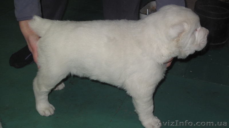 щенок среднеазиатской овчарки - <ro>Изображение</ro><ru>Изображение</ru> #2, <ru>Объявление</ru> #1020740