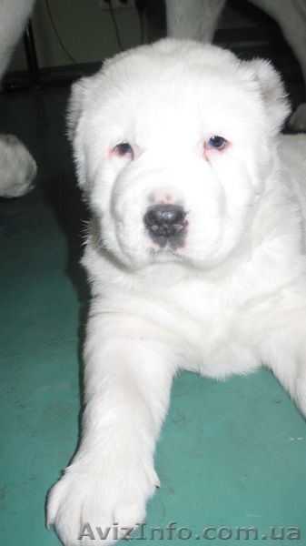 щенок среднеазиатской овчарки - <ro>Изображение</ro><ru>Изображение</ru> #4, <ru>Объявление</ru> #1020740