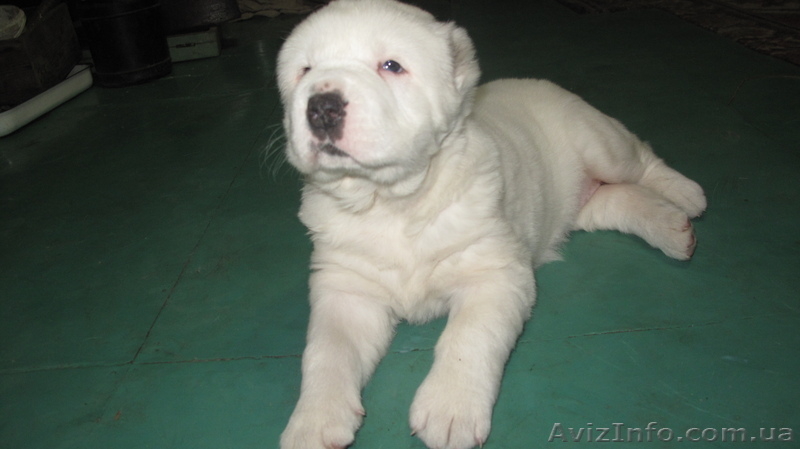 щенок среднеазиатской овчарки - <ro>Изображение</ro><ru>Изображение</ru> #5, <ru>Объявление</ru> #1020740