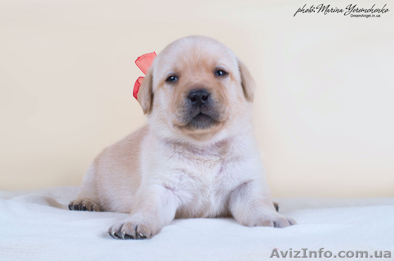 Палевые щенки лабрадоров - <ro>Изображение</ro><ru>Изображение</ru> #4, <ru>Объявление</ru> #1023005