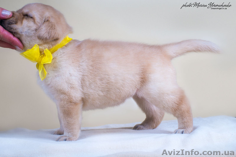 Палевые щенки лабрадоров - <ro>Изображение</ro><ru>Изображение</ru> #5, <ru>Объявление</ru> #1023005