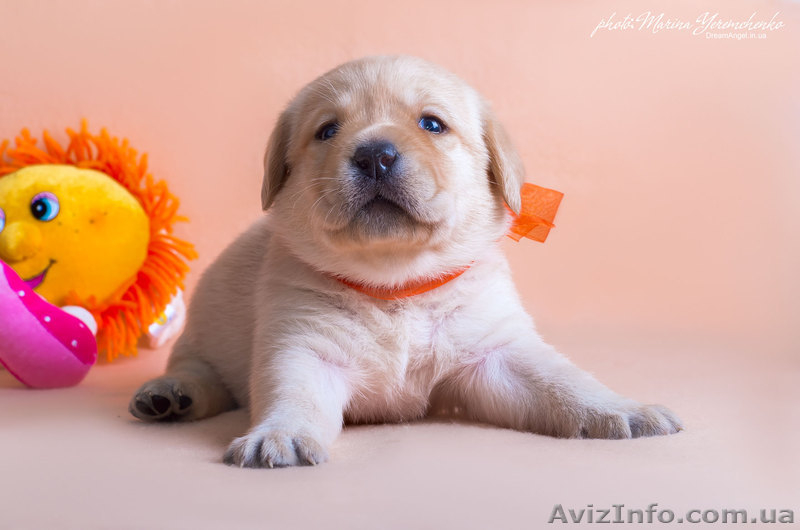 Палевые щенки лабрадоров - <ro>Изображение</ro><ru>Изображение</ru> #3, <ru>Объявление</ru> #1023005