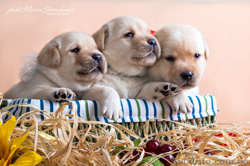 Палевые щенки лабрадоров - <ro>Изображение</ro><ru>Изображение</ru> #1, <ru>Объявление</ru> #1023005