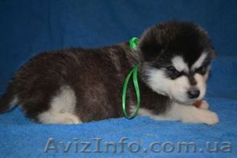 Щенки аляскинского маламута от лучшего питомника - <ro>Изображение</ro><ru>Изображение</ru> #8, <ru>Объявление</ru> #1038380