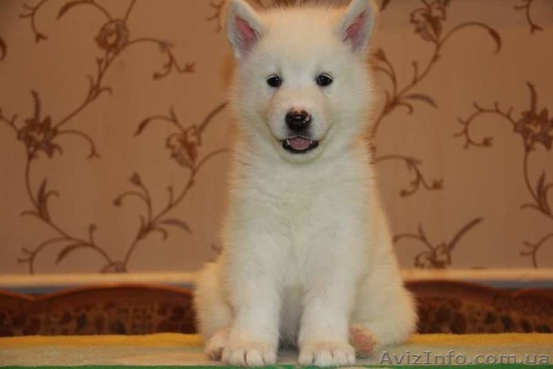 Щенки аляскинского маламута эксклюзивного белого окраса - <ro>Изображение</ro><ru>Изображение</ru> #5, <ru>Объявление</ru> #1038381