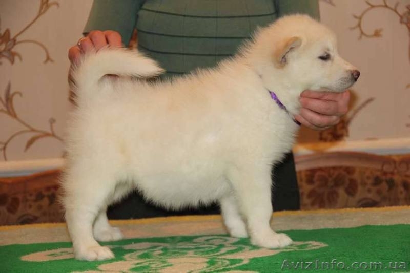 Щенки аляскинского маламута эксклюзивного белого окраса - <ro>Изображение</ro><ru>Изображение</ru> #4, <ru>Объявление</ru> #1038381