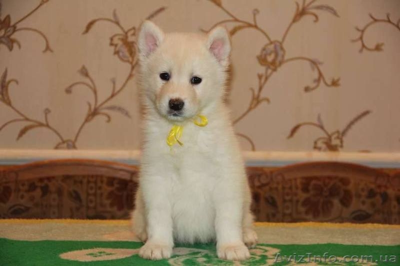 Щенки аляскинского маламута эксклюзивного белого окраса - <ro>Изображение</ro><ru>Изображение</ru> #6, <ru>Объявление</ru> #1038381