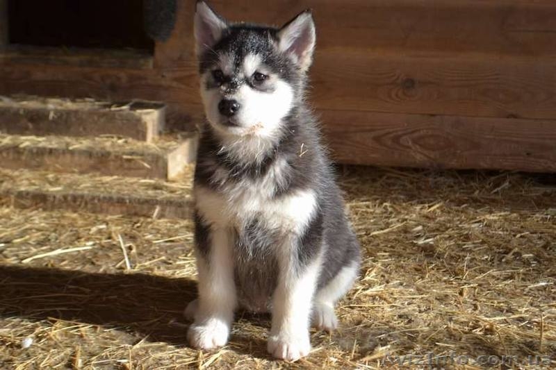 Щенки аляскинского маламута от лучшего питомника - <ro>Изображение</ro><ru>Изображение</ru> #7, <ru>Объявление</ru> #1038380