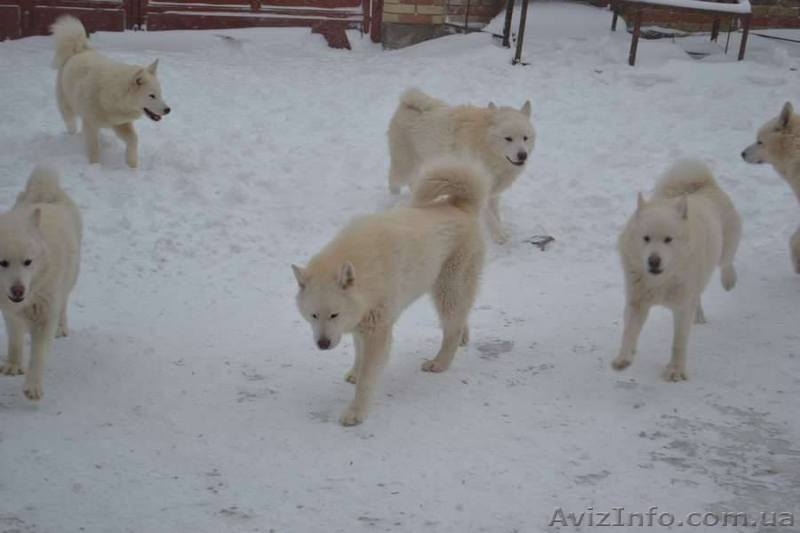 Щенки аляскинского маламута эксклюзивного белого окраса - <ro>Изображение</ro><ru>Изображение</ru> #9, <ru>Объявление</ru> #1038381