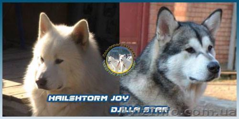 Щенки аляскинского маламута от лучшего питомника - <ro>Изображение</ro><ru>Изображение</ru> #1, <ru>Объявление</ru> #1038380